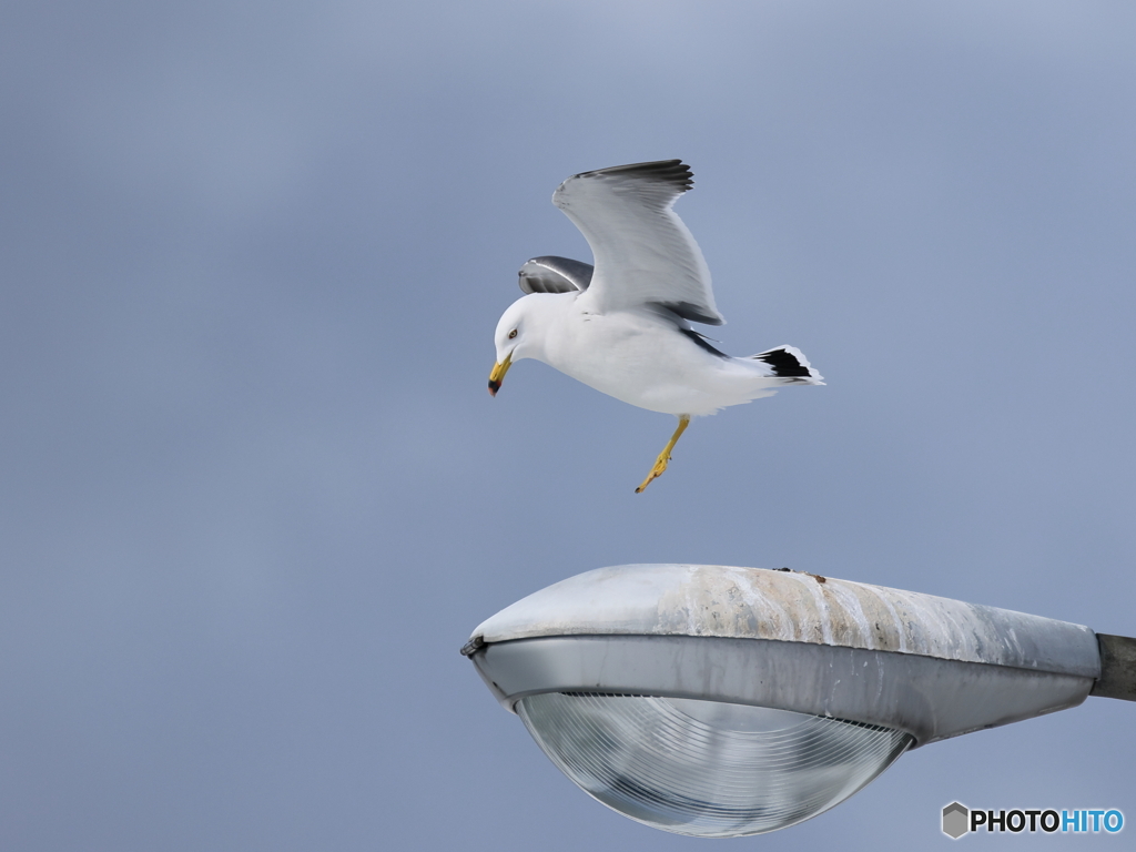 日々探鳥 ウミネコのソフトランディング