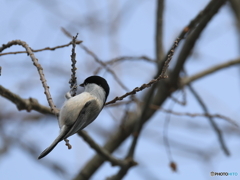 日々探鳥 混群の次はコガラ②