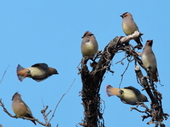 日々探鳥 黄色がいないな！