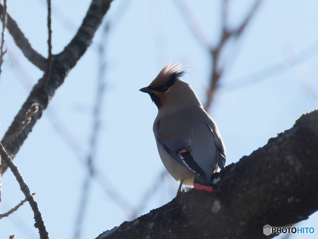 日々探鳥 逆光に浮かぶ冠羽 日連雀