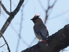 日々探鳥 逆光に浮かぶ冠羽 日連雀
