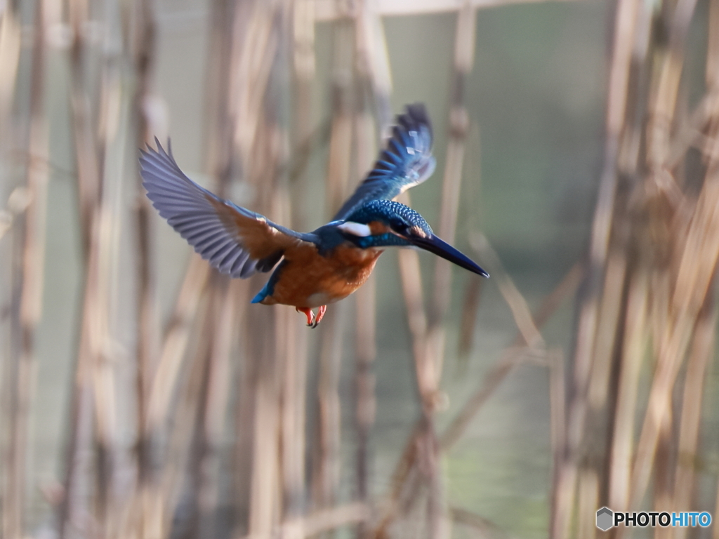 今日のカワセミ 優雅に