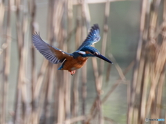 今日のカワセミ 優雅に