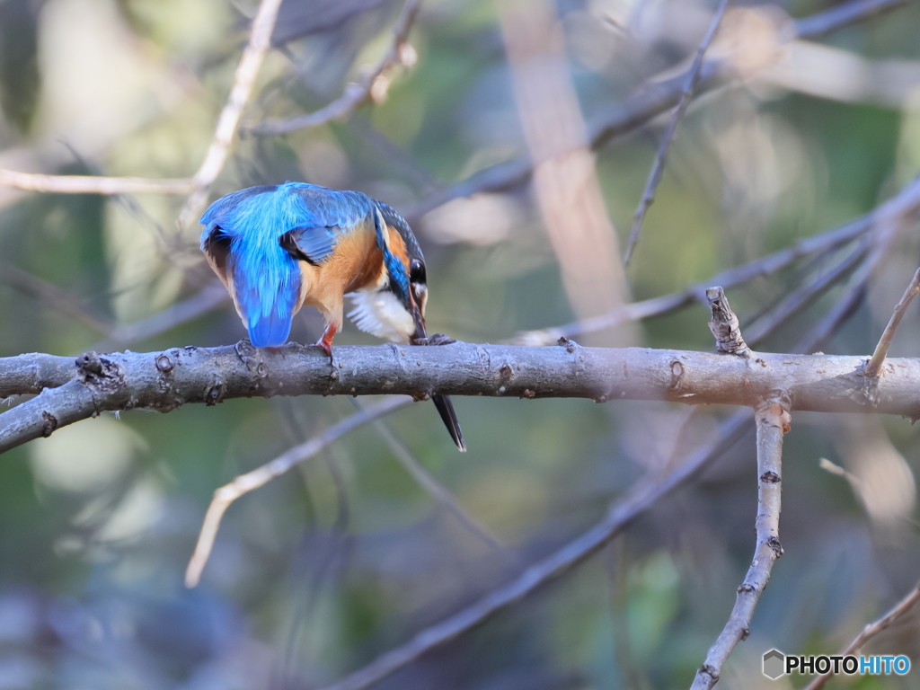 今日のカワセミ よし！行け！！