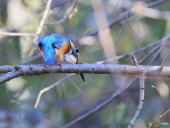 今日のカワセミ よし！行け！！