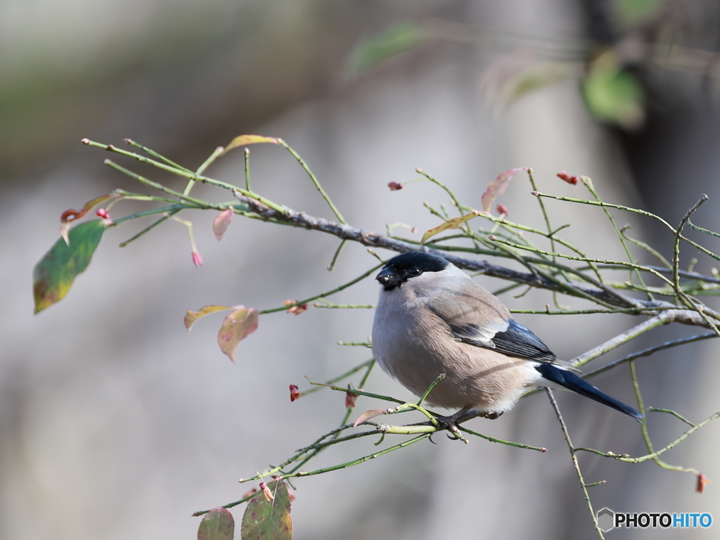 日々探鳥 ふっくら暖かそう ウソ♀