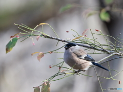 日々探鳥 ふっくら暖かそう ウソ♀