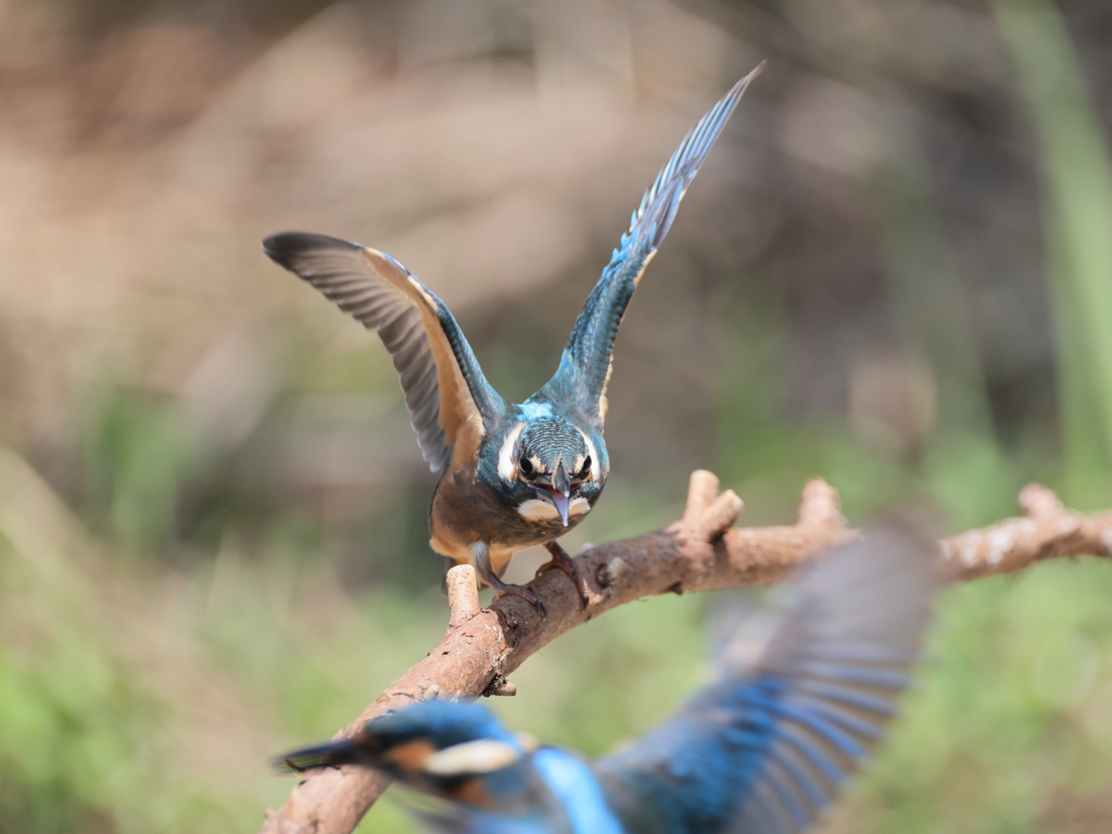 今日のカワセミ兄弟 お前も来たの？