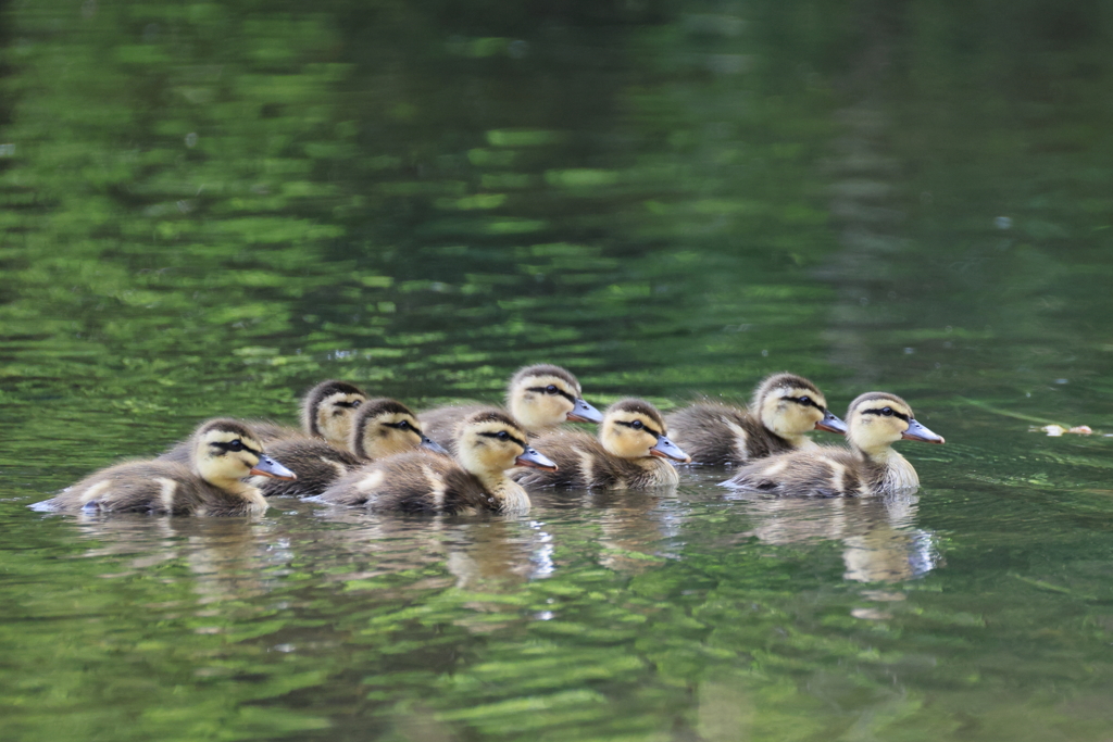 日々探鳥 もう子供達だけ？