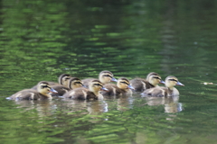 日々探鳥 もう子供達だけ？