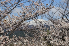 黒部川堤防桜堤からの立山連峰