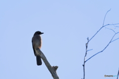 日々探鳥 遠くを見つめるカケス