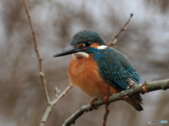 今日のカワセミ ようやく出てきてくれた