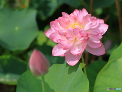 蓮