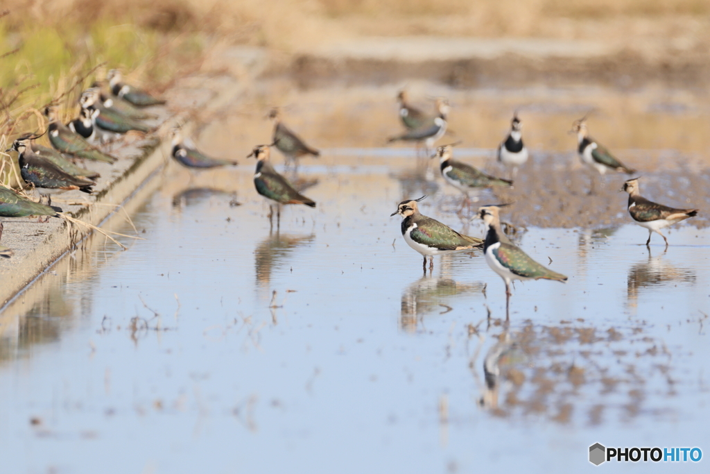 タゲリ百選 日向ぼっこ