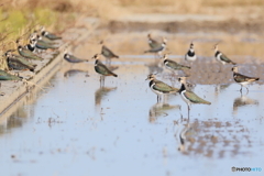 タゲリ百選 日向ぼっこ