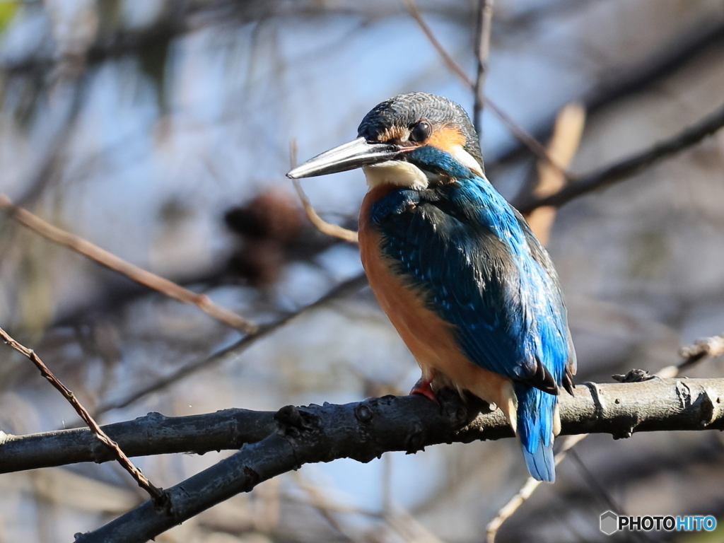 今日のカワセミ 威風堂々