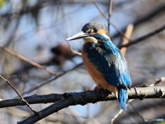 今日のカワセミ 畏怖堂々