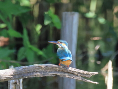 今日のカワセミ♀ どう かわいい？