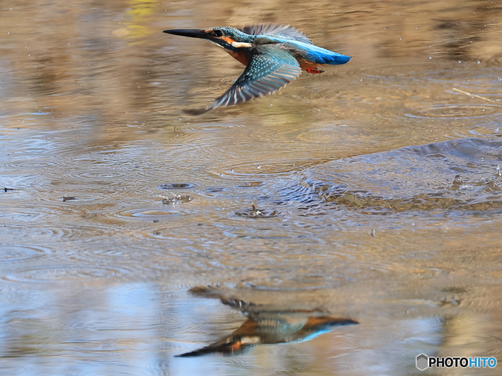 今日のカワセミ 水面滑空