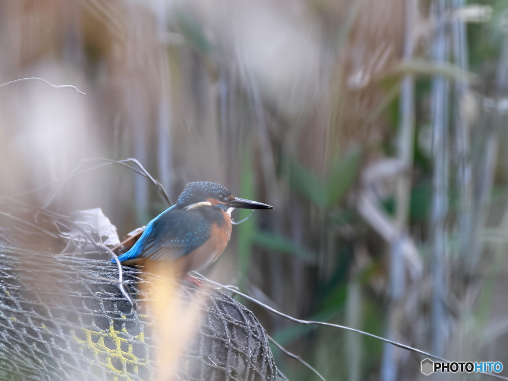 今日のカワセミ 葦の向こうに