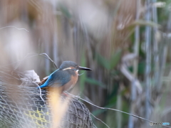今日のカワセミ 葦の向こうに