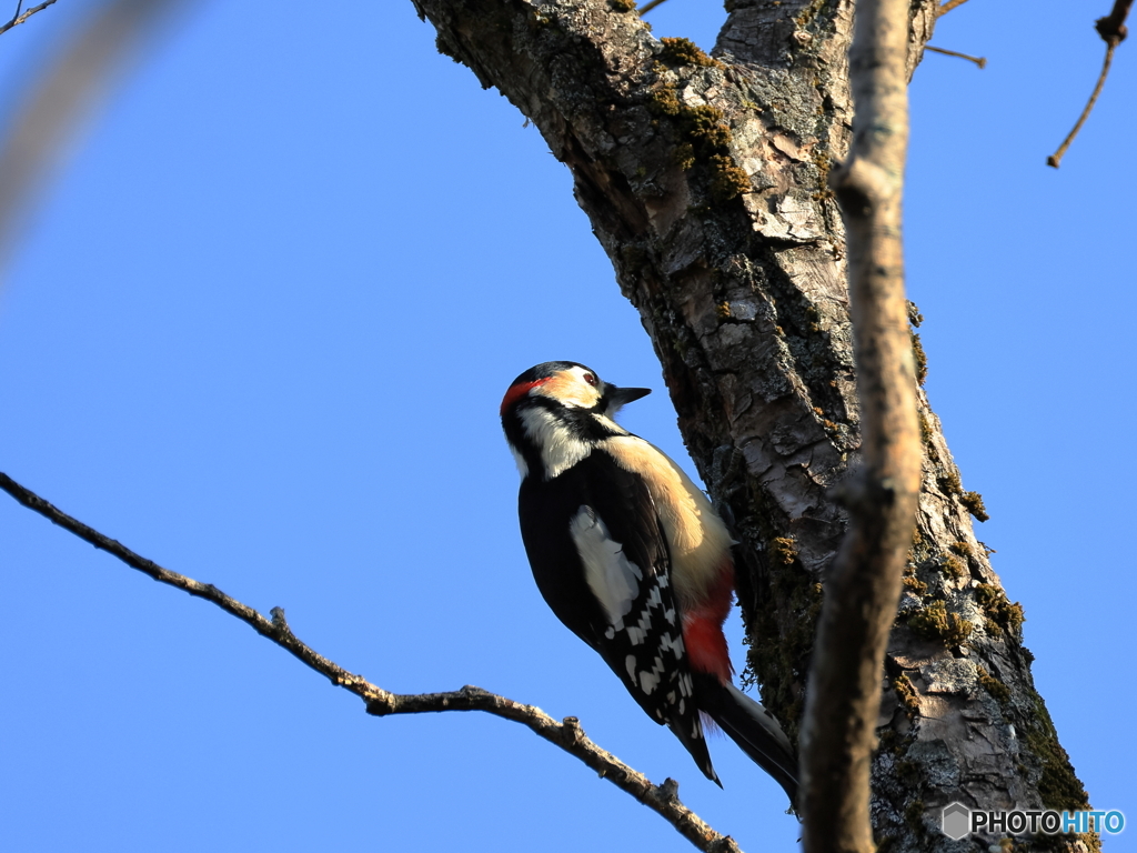 日々探鳥 今日の出迎えは アカゲラ