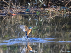 今日のカワセミ 水中浮上
