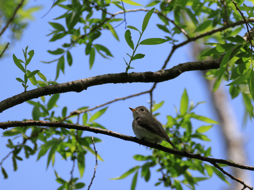 日々探鳥 コサメビタキ