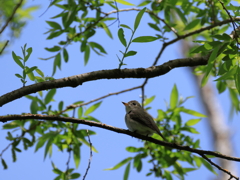 日々探鳥 コサメビタキ