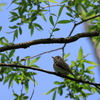 日々探鳥 コサメビタキ