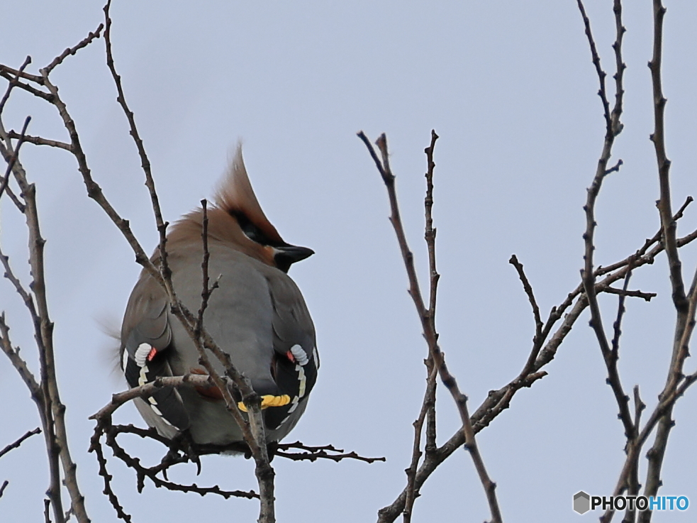 日々探鳥 黄連雀の後ろ姿