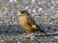 日々探鳥 カワラヒワ