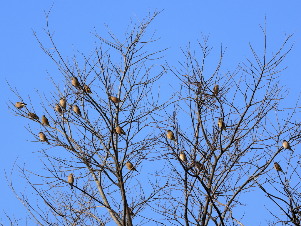 日々探鳥 カワラヒワの群れ