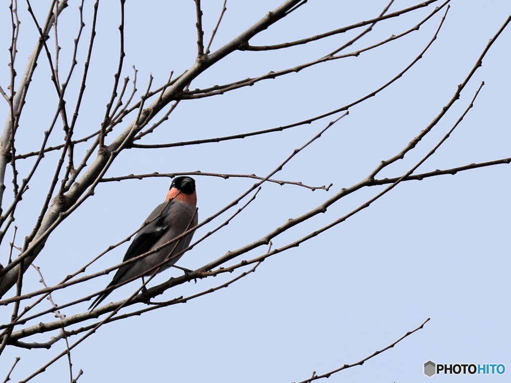 日々探鳥 今日も出会えたね ウソ
