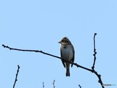 日々探鳥 高い所の眺めは？ カシラダカ
