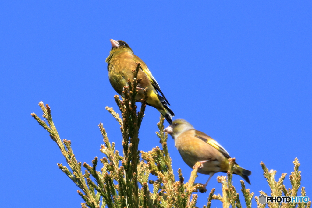 カワラヒワの夫婦