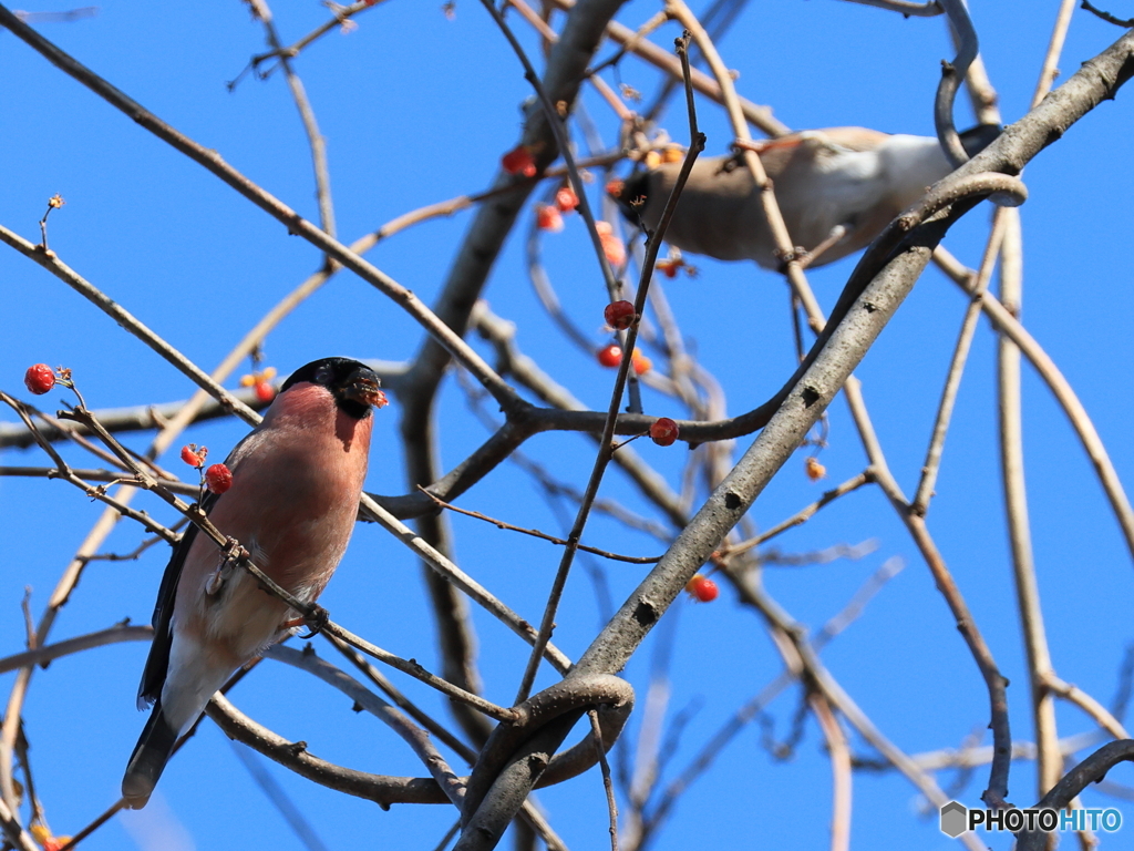 日々探鳥 ツルウメモドキに集まるウソ