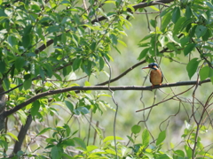 日々探鳥 ようやく逢えたカワセミ