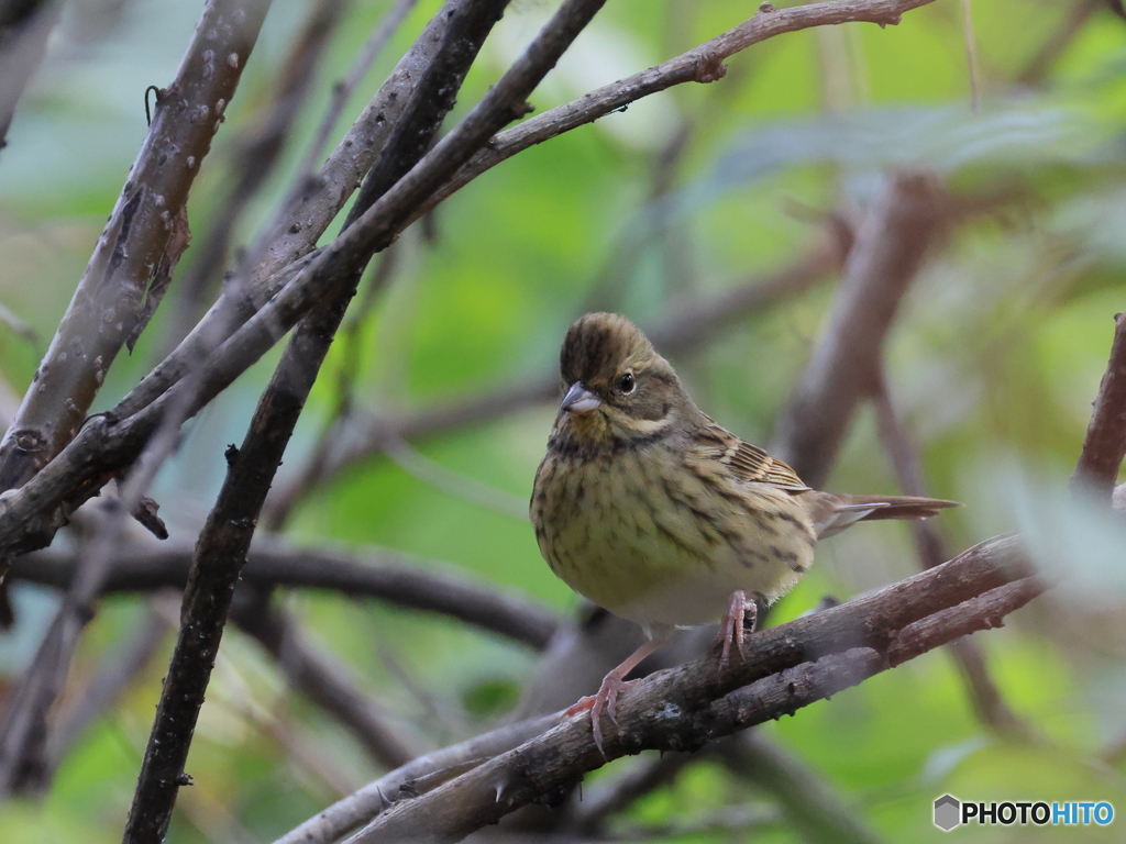 日々探鳥 ハイ、ポーズ