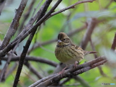 日々探鳥 ハイ、ポーズ