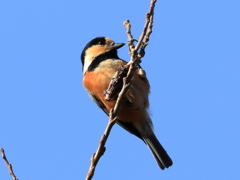 日々探鳥 よっこらしょ