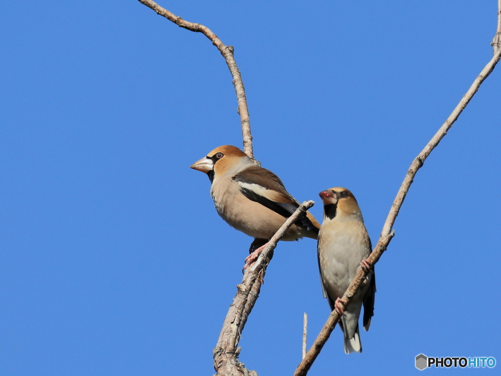 日々探鳥 ぶさかわシメ