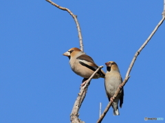 日々探鳥 ぶさかわシメ