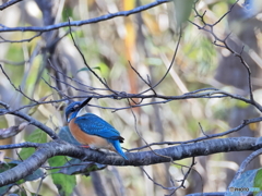 今日のカワセミ 上に何かが？