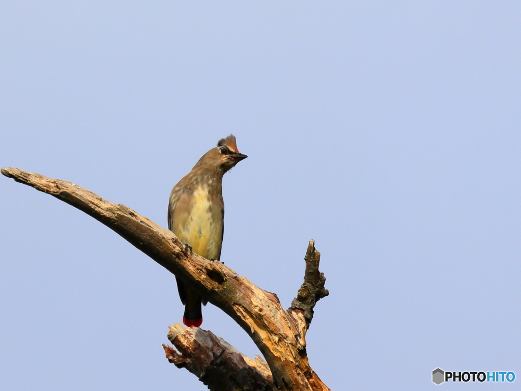 日々探鳥 アカゲラを追いやってヒレンジャク
