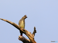 日々探鳥 アカゲラを追いやってヒレンジャク