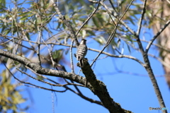 日々探鳥 見て後ろ姿