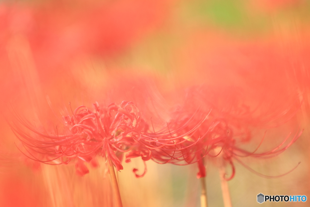 花散策 赤の息吹