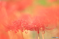 花散策 赤の息吹